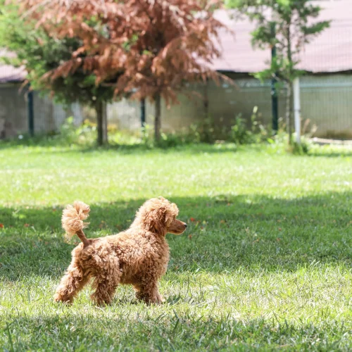 Toy Poodle